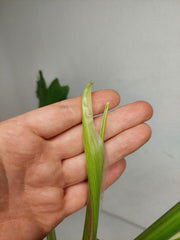 Thaumatophyllum Williamsii Variegata