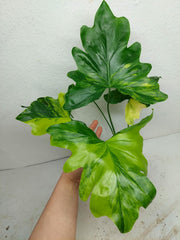 Thaumatophyllum Williamsii Variegata