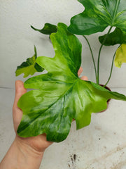 Thaumatophyllum Williamsii Variegata
