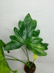 Thaumatophyllum Williamsii Variegata