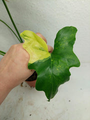 Thaumatophyllum Williamsii Variegata