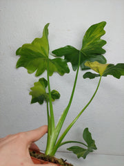 Thaumatophyllum Williamsii Variegata
