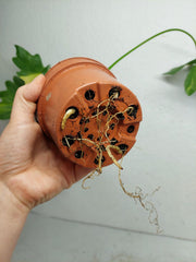 Thaumatophyllum Williamsii Variegata