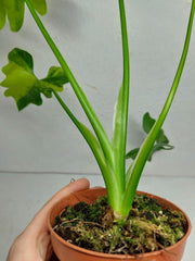 Thaumatophyllum Williamsii Variegata
