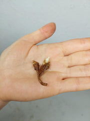 Alocasia Longiloba Purple (Rhizom / Bulbe)