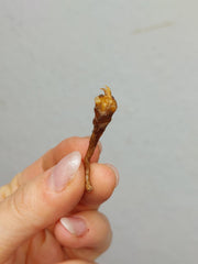 Alocasia Longiloba Purple (Rhizom / Bulbe)