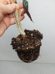 Alocasia Longiloba Purple (Rhizom / Bulbe)