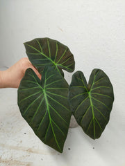 Sad Plants