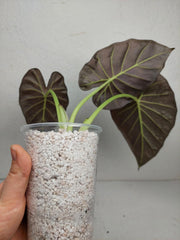 Sad Plants
