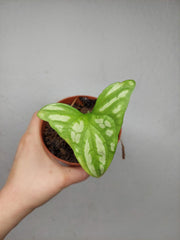 Sad Plants
