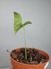 Sad Plants