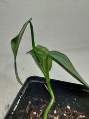 Sad Plants