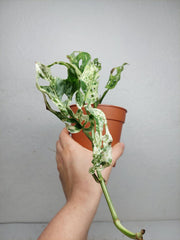 Sad Plants