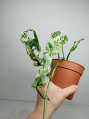 Sad Plants