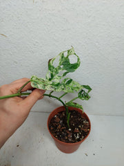 Sad Plants