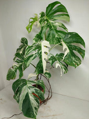 Sad Plants