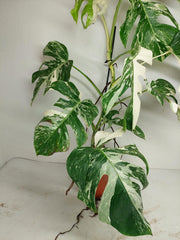 Sad Plants