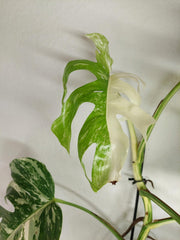 Sad Plants