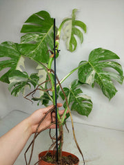 Sad Plants