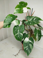 Philodendron White Princess