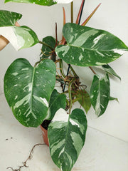 Philodendron White Princess