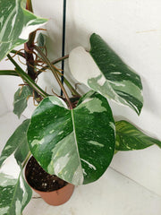 Philodendron White Princess