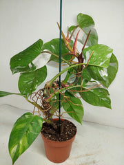 Philodendron White Princess