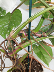 Philodendron White Princess
