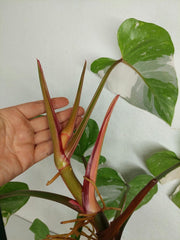 Philodendron White Princess