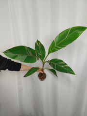 Musa Nono Pink Variegata