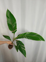 Musa Nono Pink Variegata