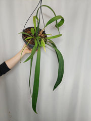 Anthurium Vittarifolium Variegata