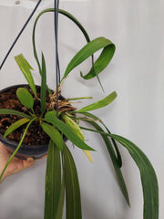 Anthurium Vittarifolium Variegata