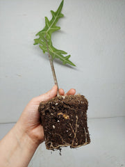Alocasia Portei Aurea (Rhizom / Bulbe)