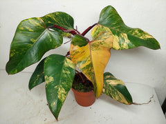 Philodendron Strawberry Shake