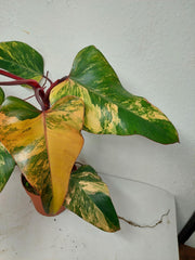 Philodendron Strawberry Shake