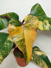 Philodendron Strawberry Shake