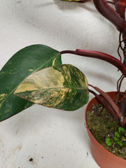 Philodendron Strawberry Shake