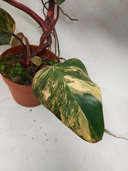 Philodendron Strawberry Shake