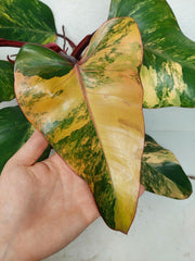 Philodendron Strawberry Shake