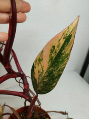 Philodendron Strawberry Shake