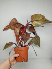 Philodendron Strawberry Shake