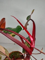 Philodendron Strawberry Shake