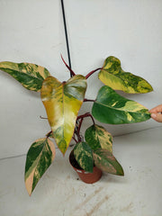 Philodendron Strawberry Shake