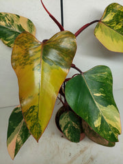 Philodendron Strawberry Shake