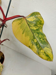 Philodendron Strawberry Shake