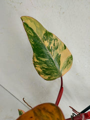 Philodendron Strawberry Shake