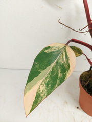 Philodendron Strawberry Shake