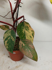 Philodendron Strawberry Shake