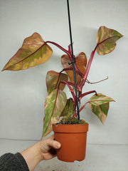 Philodendron Strawberry Shake